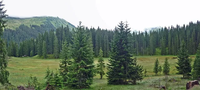 Das Hochmoor Wildried ist ein Landschaftsabschnitt des Sagenwanderwegs vom Kristberg ins Silbertal.