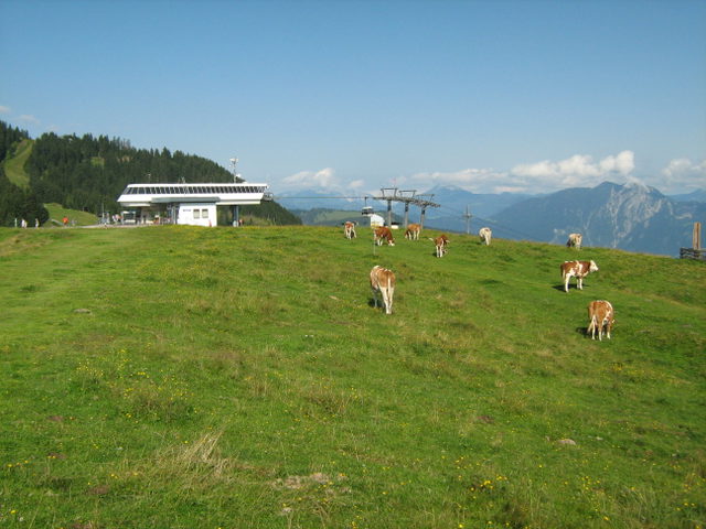 Almwiese mit Kühen an der Bergstation der Markbachjochbahn