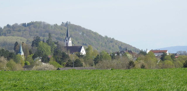 Blick über Wiesen auf Steißlingen mit der Kirche St. Remigius