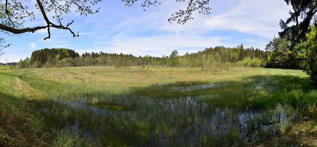 Feuchtwiese mit flachen Wasserflächen, Birken und Wald im Naturschutzgebiet Blauensee