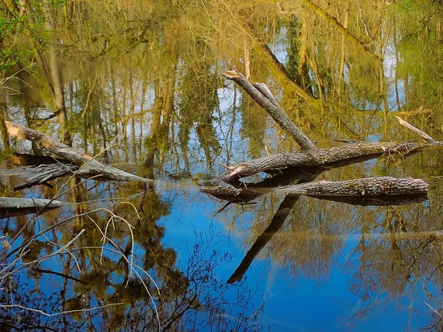 Uferlandschaft der Schussen im Eriskircher Ried.