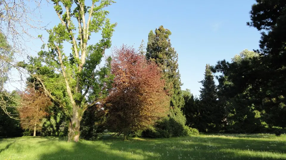 Parklandschaft mit grünem Gras, bunten Bäumen und klarem blauen Himmel.