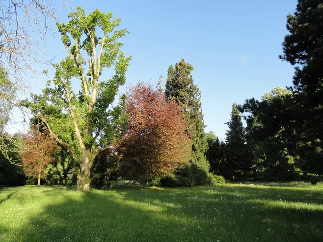 Parklandschaft mit grünem Gras, bunten Bäumen und klarem blauen Himmel.