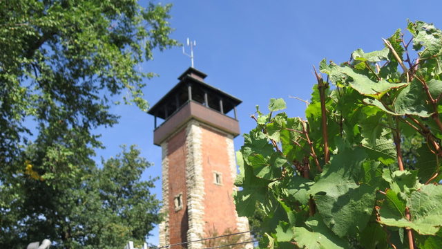 Burgholzhofturm zwischen Bäumen und Weinreben