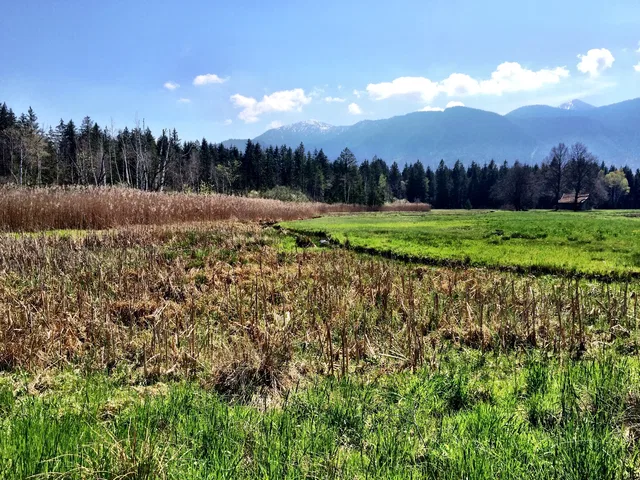 Landschaftliche Feld- und Waldszenerie mit Bergen im Hintergrund und blauem Himmel.
