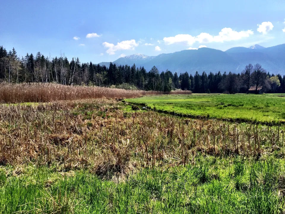 Murnauer Moos – Moorlandschaft vor den Alpen