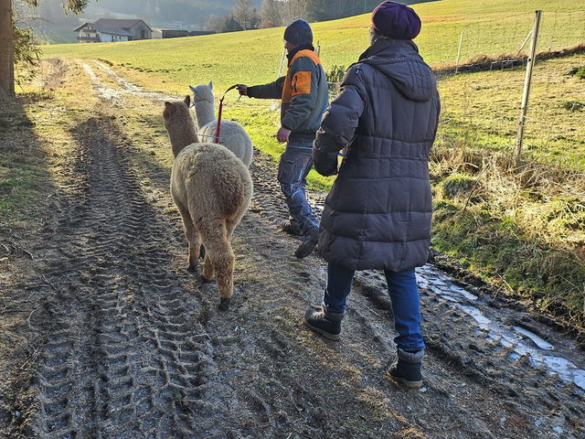 Alpakaherde im Frühjahr auf der Alpaka Farm Kilger