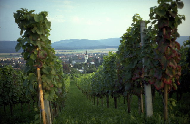 Rebhänge bei Erzingen im Klettgau