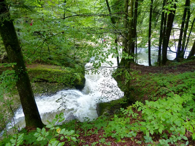 Wasserfall fließt durch einen Wald mit dichtem Grün, Bäumen und moosbedecktem Boden.