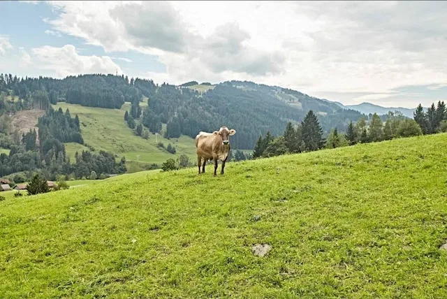 Kuh auf einer Allgäuer Bergweide