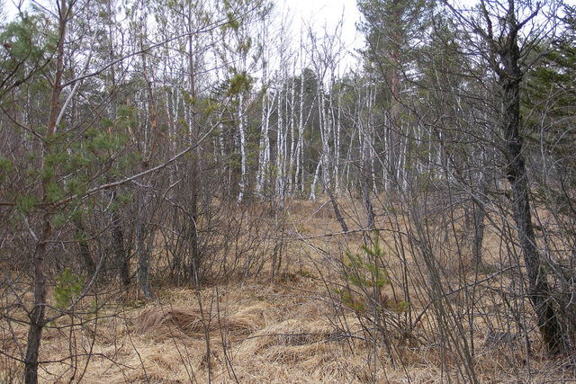 Landschaft im Ibmer Moor
