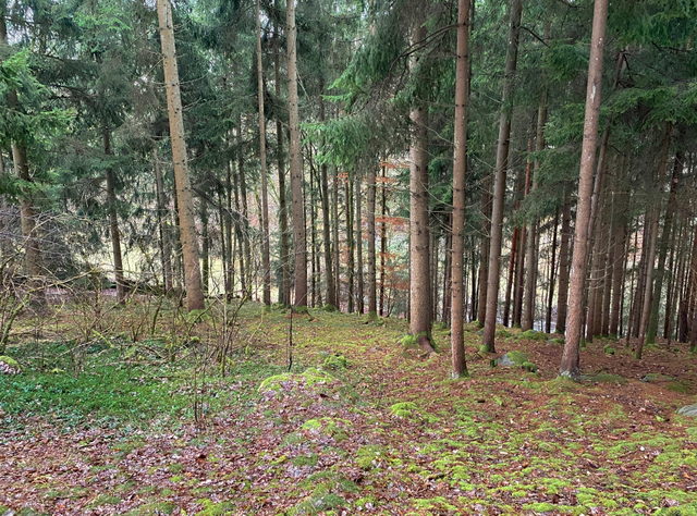 Wald westlich von Lasberg als regionaler Landschaftskontext der Almrunde