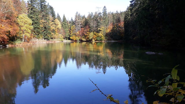 Symbolbild: Bewaldetes Ufer eines kleinen Bergsees im Herbst