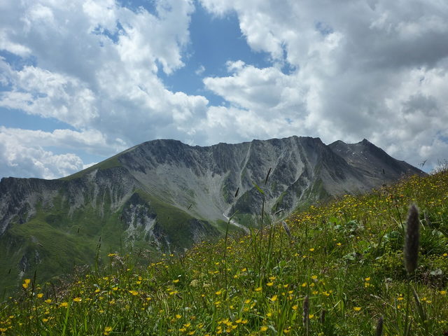 Blumenwiese vor dem Riefenkopf oberhalb der Komperdellalpe bei Serfaus