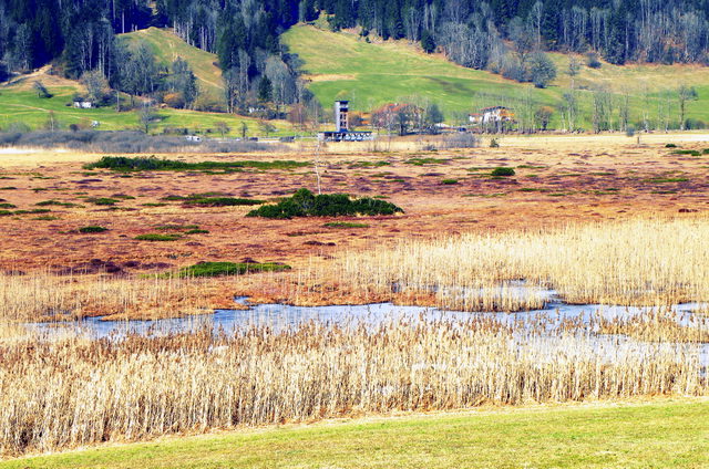 Moorlandschaft Schwemm bei Walchsee