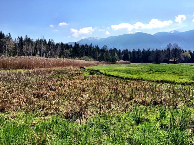 Moorwiesen und Berge am Murnauer Moos.