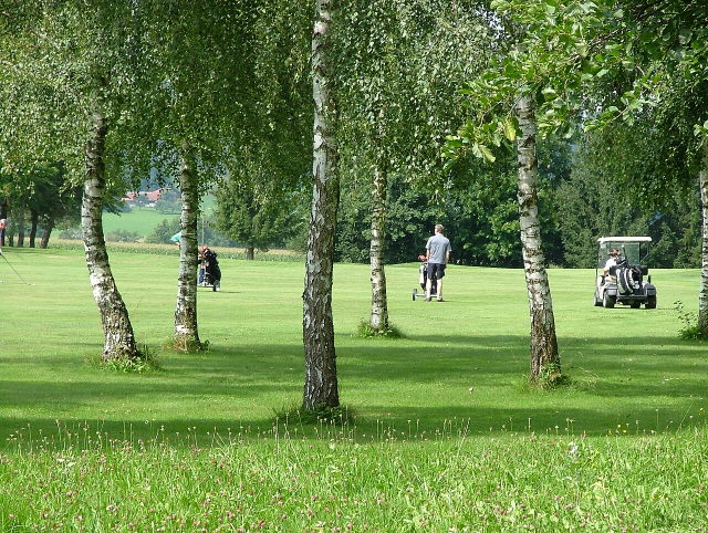 Golfplatz Boschach mit Birken am Ausgangspunkt der Bühler-Wald-Runde