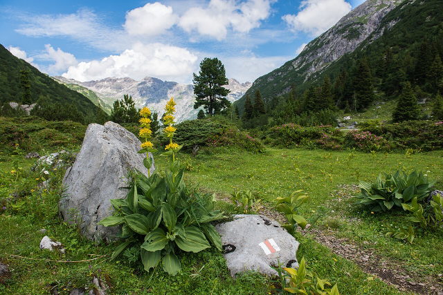 Gelber Enzian und markierter Wanderweg auf der Monzabonalpe bei Lech