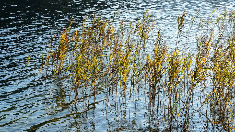 Schilfufer am Erlaufsee bei Mitterbach