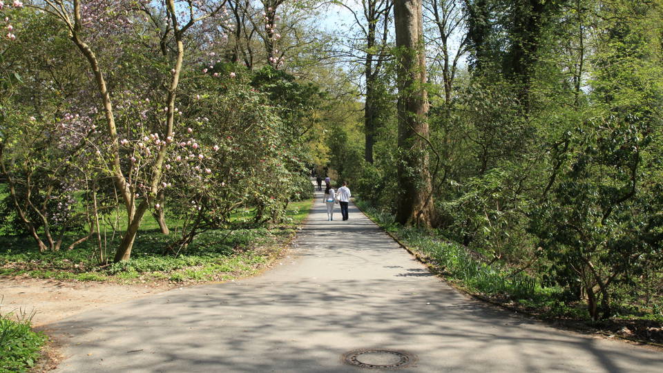 Weg zwischen Rhododendren und Bäumen im Botanischen Garten Rombergpark