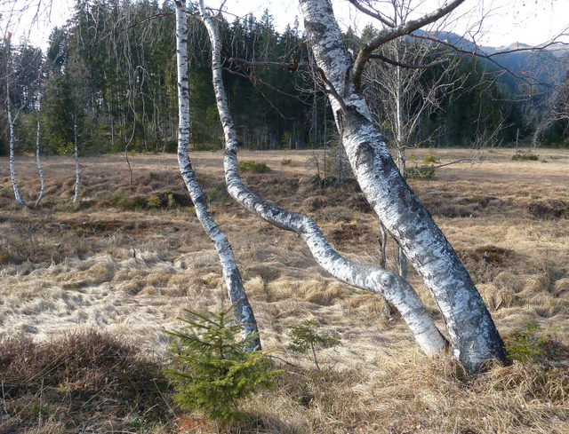 Moorlandschaft im Wasenmoos am Pass Thurn