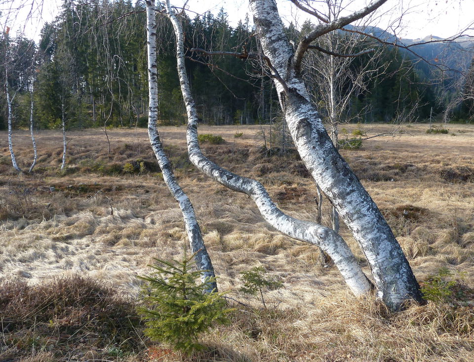 Wasenmoos-Rundwanderung Nr. 77: Moorlandschaft am Pass Thurn