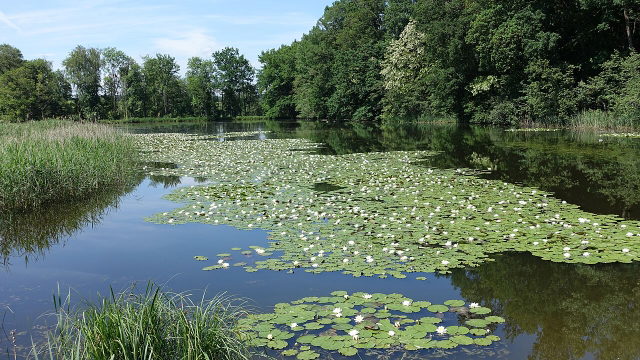 Weiher bei Roggenburg mit weißen Seerosen und grünen Ufern