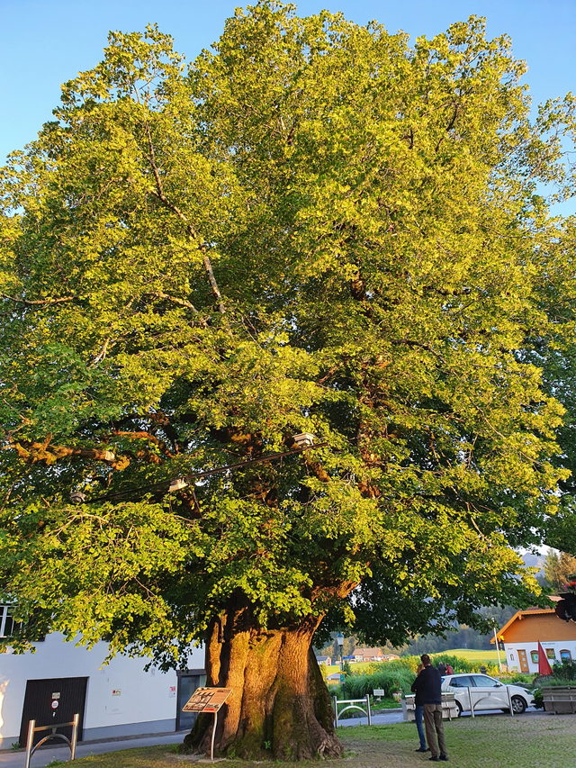 Alte Linde mit hohlem Stamm am Lindenplatz in Faistenau