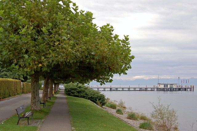 Promenadenweg unter Bäumen mit Sitzbänken und Blick auf den Hagnauer Schiffsanleger