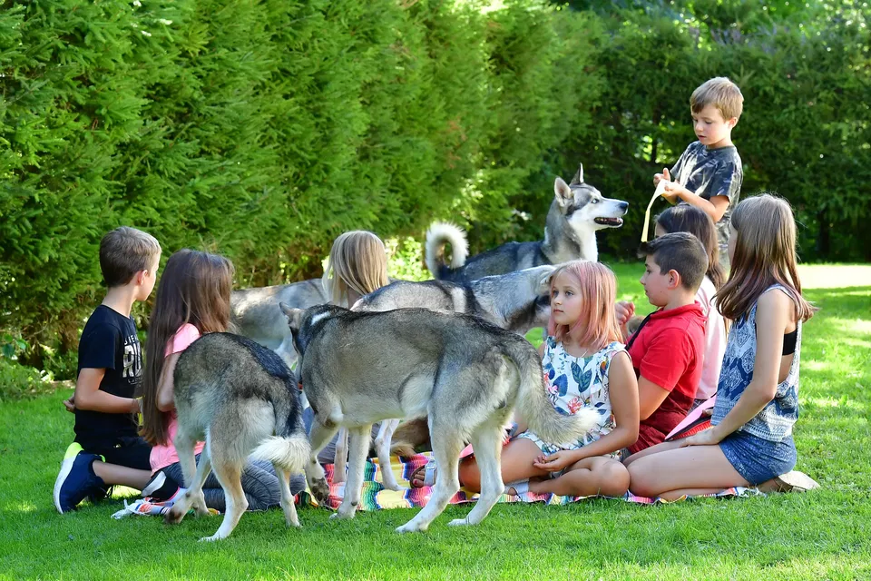 Husky Erlebnis