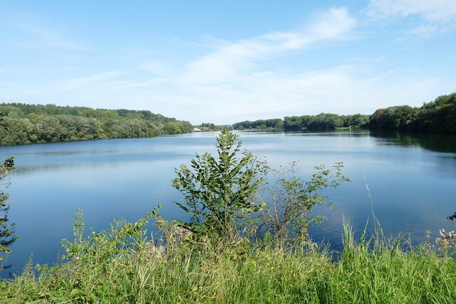 Wasser und Ufervegetation am Zielfinger See