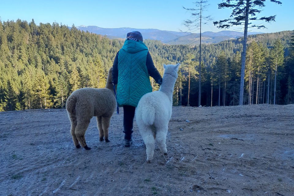 Geführte Alpakawanderung im Bayerischen Wald