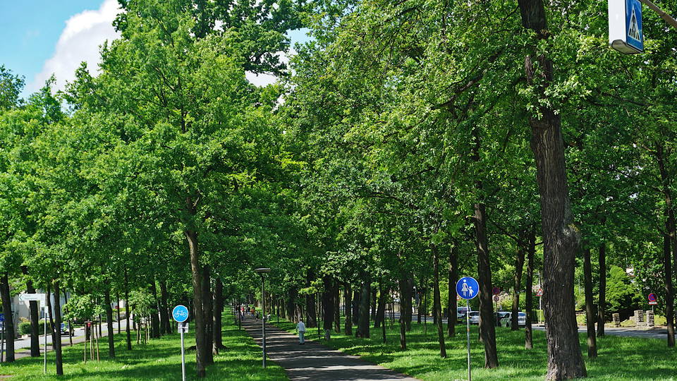Sechsreihiger Baumbestand und Spazierweg der Großen Allee in Bad Arolsen