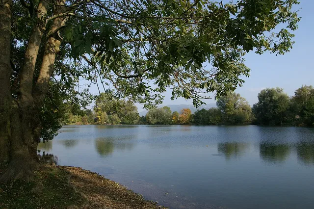 Ufer eines ruhigen Sees mit Baumrand und Spiegelung im Wasser.
