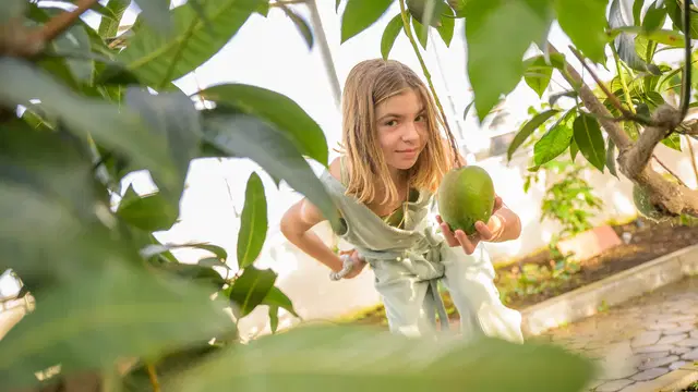 Kind zwischen Pflanzen mit einer grünen Frucht im Tropenhaus