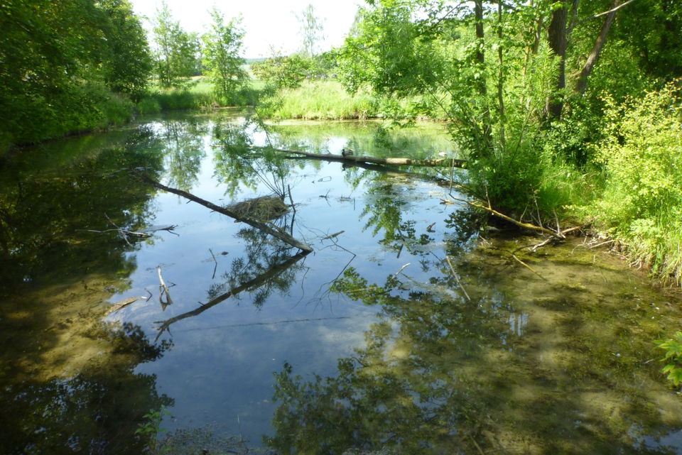 Nauursprung Langenau – Quellwasser und Naturpause am Stadtrand