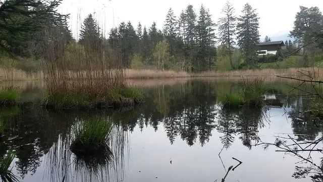 Uferbereich des Lanser Sees mit Schilf und Bäumen. Archivmotiv; kein Nachweis eines aktuellen Badebetriebs.