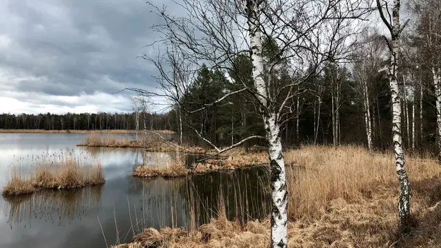 Riedsee im Wurzacher Ried unter grauem Himmel, mit Schilf und kahlen Birken am Ufer. Ortsmotiv zur Ausflugsplanung.