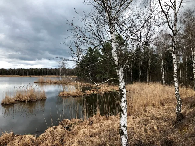 Seeufer mit Birken am Ufer, grasige Röhrichte im Wasser, dunkler Himmel.