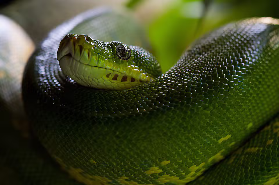 Der Reptilienzoo in Scheidegg