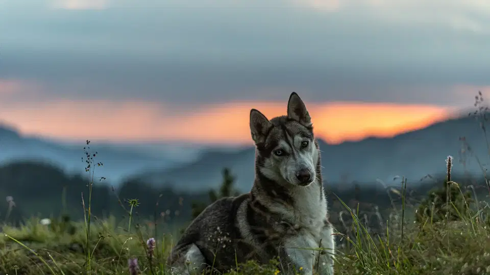 Husky-Hund liegt entspannt auf grasiger Wiese mit Sonnenuntergang im Hintergrund.