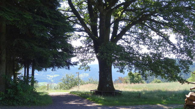 Vom Harmersbachtal ins Wolftal: Waldgeschichten und Entdeckungen für Kinder