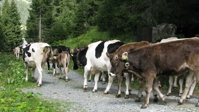 12 der schönsten Viehscheide & Almabtriebe im Alpenraum 2026