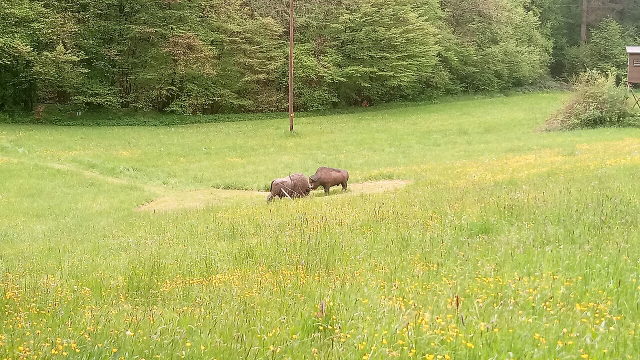 Symbolbild: Zwei Wildschwein-Zielfiguren auf einem 3D-Bogenparcours am Waldrand
