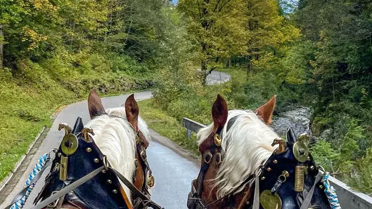Blick über zwei Pferde auf einen Weg im herbstlichen Wald