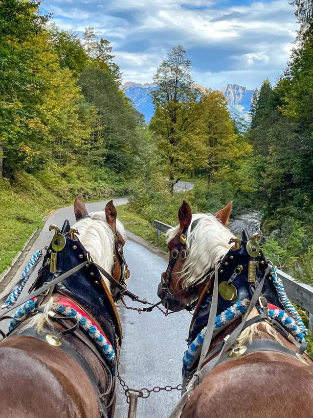 Blick über zwei Pferde auf einen Weg im herbstlichen Wald.