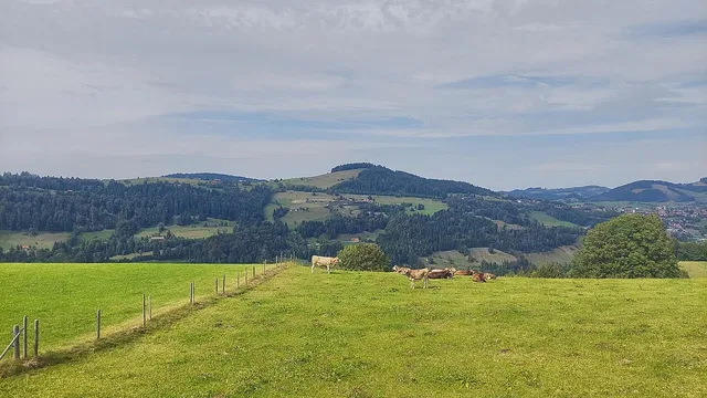 Ländliche Weide mit Kühen, Zaun am Vordergrund, sanfte Hügel im Hintergrund.