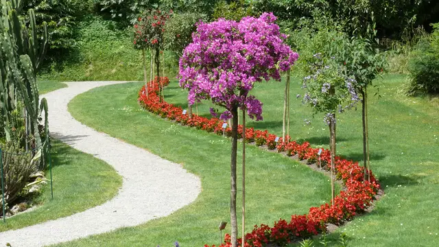 Geschwungener Kiesweg zwischen Rasen, roten Blumenbeeten und violett blühenden Bäumchen im Stadtgarten Überlingen. Ortsmotiv.