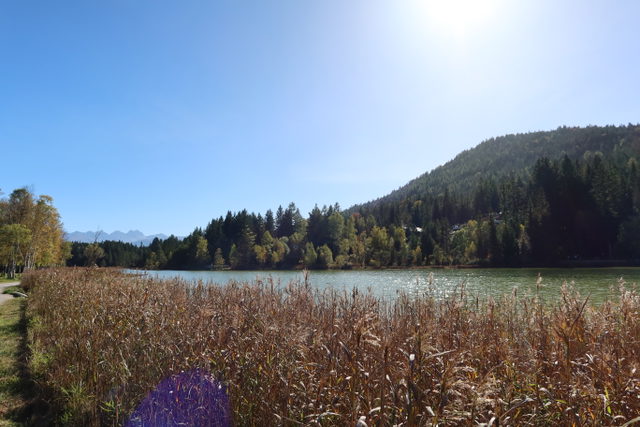 Wildsee mit Schilfufer in Seefeld