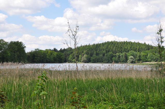 Rößlerweiher mit Schilfufer bei Schlier